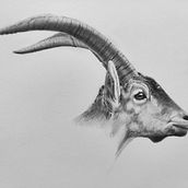 Ilustración naturalista . Desen în creion de Clara Herranz - 12.21.2021
