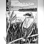 Mój projekt z kursu: Rysunki piórkiem i tuszem: przedstaw świat przyrody. Sketching, Drawing, Artistic Drawing, Sketchbook, Ink Illustration, and Naturalistic Illustration project by Patrycja Turek - 01.31.2022