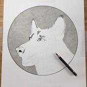 German Shepherd. Projekt z dziedziny R i sowanie kredkami użytkownika Lee Billingham - 31.01.2022