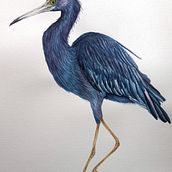 My project in Naturalist Bird Illustration with Watercolors course. Traditional illustration, Watercolor Painting, Realistic Drawing, and Naturalistic Illustration project by wiehermal - 02.01.2022