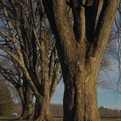Trees of Hope. Un progetto di Rilegatura e Fotografia artistica di Lora Brueck - 01.02.2022