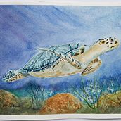 Sea life: a past work in watercolour. Een project van Traditionele illustratie van Marg Clarkson - 01.02.2022