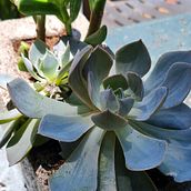 Concrete planters Ein Projekt aus dem Bereich H, werk, Möbeldesign und - bau, Innendesign, Innenarchitektur und DIY von Odile Robertson - 02.02.2022