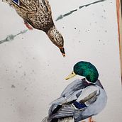 My project in Artistic Watercolor Techniques for Illustrating Birds course. Traditional illustration, Watercolor Painting, Realistic Drawing, and Naturalistic Illustration project by Angela Counter - 02.02.2022