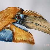 Mi Proyecto del curso: Ilustración naturalista de aves con acuarela Ein Projekt aus dem Bereich Traditionelle Illustration, Aquarellmalerei, Realistische Zeichnung und Naturalistische Illustration von Julián Andrés Carvajal Zapata - 22.01.2022