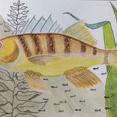 Meu projeto do curso: Ilustração de universos marinhos em aquarelas. Traditional illustration, Painting, Watercolor Painting, and Naturalistic Illustration project by Dionatan Ferri Padilha - 02.03.2022