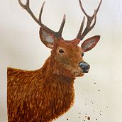 Stag with winter coat. Watercolor Painting project by greg_45 - 02.04.2022