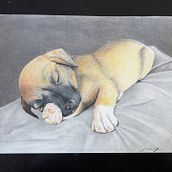 Buntstiftzeichnung Welpe. Painting, Drawing, Pencil Drawing, Creativit, and Realistic Drawing project by Jennifer Dümler - 02.05.2022