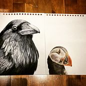Puffin in Artistic Watercolor Techniques for Illustrating Birds course. Traditional illustration, Watercolor Painting, Realistic Drawing, and Naturalistic Illustration project by niamhlacy - 02.04.2022