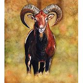 Proyecto Final: Retratos expresivos de animales en acuarela - Yago Carreira. Un proyecto de Ilustración tradicional, Pintura a la acuarela, Dibujo realista e Ilustración naturalista				 de Yago Carreira - 06.02.2022
