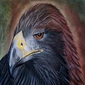 Adler in Pastell. Painting, and Drawing project by Jennifer Dümler - 03.27.2018