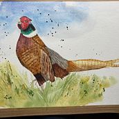 Watercolour of pheasant using various techniques learnt on the course. Arts, and Crafts project by Ian Taylor - 02.10.2022