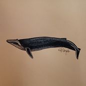 My project in Naturalist Illustration Techniques: Whales in Watercolor course. Un proyecto de Ilustración tradicional, Diseño de carteles, Ilustración digital y Manga de Maria Lisa Polegatto - 11.02.2022