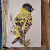 Mi Proyecto del curso: Ilustración naturalista de aves con acuarela. Traditional illustration, Watercolor Painting, Realistic Drawing, and Naturalistic Illustration project by angimoris - 02.11.2022