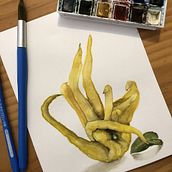 Buddha's Hand. Watercolor Painting, Traditional illustration, and Painting project by Brooke Walker - 02.11.2022
