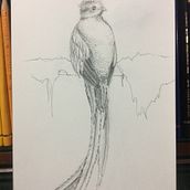 Quetzal de hojas. Traditional illustration, Pencil Drawing, Drawing, Artistic Drawing, Naturalistic Illustration, and Colored Pencil Drawing project by Carmen Miranda Vargas - 02.12.2022