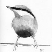 Oiseau Aquarelle. Traditional illustration project by Jeff CAP - 02.11.2022