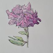Daan's botanische sketchbook. Un proyecto de Ilustración tradicional, Bocetado, Dibujo, Pintura a la acuarela, Ilustración botánica y Sketchbook de daansvermaak - 12.02.2022