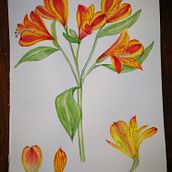 Mein Kursprojekt: Botanisches Aquarell: illustriere die Anatomie der Blumen Ein Projekt aus dem Bereich Traditionelle Illustration, Bildende Künste, Malerei, Zeichnung, Aquarellmalerei und Botanische Illustration von ari - 13.02.2022