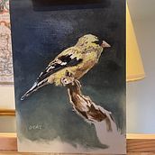 Classical oil painting for naturalist bird portraiture. Painting, and Oil Painting project by hannah_watson_1 - 02.14.2022