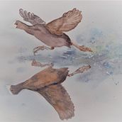 watercolor bird. Un proyecto de Pintura a la acuarela de Miira Siltavirta - 14.02.2022