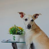 Meu projeto do curso: Fotografia lifestyle de cachorros. Un proyecto de Fotografía, Fotografía de retrato, Fotografía para Instagram, Fotografía documental, Fotografía Lifest y le de Eduarda Grilo - 13.02.2022