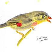 My project in Artistic Watercolor Techniques for Illustrating Birds course: Birds at Wahiawa Botanical Garden. Un progetto di Illustrazione tradizionale, Pittura ad acquerello, Disegno realistico e Illustrazione naturalistica di John Sharp - 16.02.2022