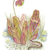 Pitcher Plant Carnivory. Un progetto di Illustrazione tradizionale di rachelbalderson5 - 18.02.2022