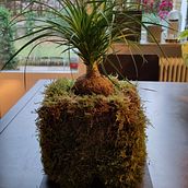 My project in Kokedamas: Create Natural Moss Pots  course. Arts, Crafts, Interior Design, L, scape Architecture, Decoration, DIY, Floral, and Plant Design project by Piotr Röllano - 02.19.2022