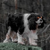 Mon projet du cours : Introduction à la photographie de chiens  . Fotografi, Fotografi Potret, Fotografi Studio, Komposisi Fotografi, Dan Fotografi Gaya Hidup proyek oleh Gaëtane Quatreville - 02.22.2022