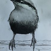 My Southern African project in Artistic Watercolour Techniques for Illustrating Birds course. Traditional illustration, Watercolor Painting, Realistic Drawing, and Naturalistic Illustration project by Gavin Ralphs - 02.20.2022