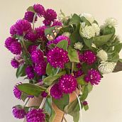 Fiori felici. Floral, and Plant Design project by Silvia Allegrezza - 03.20.2022