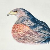 Red Tail Hawk. Traditional illustration, Fine Arts, Painting, Watercolor Painting, and Naturalistic Illustration project by Judy - 02.21.2022