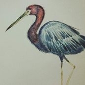 A garça. Ilustração tradicional, Pintura em aquarela, Desenho realista e Ilustração naturalista projeto de Christiane Fragoso - 21.02.2022