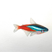 My project in Marine Universe Illustration in Watercolor course - neon tetra. Traditional illustration, Painting, Watercolor Painting, and Naturalistic Illustration project by Melanie Zurba - 02.06.2022