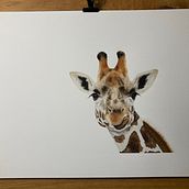 My project in Expressive Animal Portraits in Watercolor course. Traditional illustration, Watercolor Painting, Realistic Drawing, and Naturalistic Illustration project by gary.witham - 02.22.2022