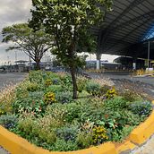 Infraestructura verde terminal metrovía Guayaquil . Un projet de Pa, sagisme, Architecture, Illustration traditionnelle, Design , Photographie, Photomontage et Illustration naturaliste de Leonardo Rodriguez - 24.02.2022