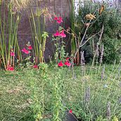 Mi jardín. Photograph project by hmjoel - 02.24.2022