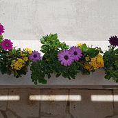I love nature and flowers. Design floral e vegetal projeto de Irena Ká - 27.02.2022