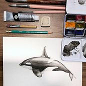 Mi Proyecto del curso: Ballenas en acuarela. Un progetto di Illustrazione tradizionale, Design di poster , Illustrazione digitale e Manga di Williams Aguilera - 28.02.2022