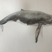 My project in Naturalist Illustration Techniques: Whales in Watercolor course. Traditional illustration, Poster Design, Digital Illustration, and Manga project by Clarissa - 03.01.2022