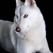 Mi Proyecto del curso: Introducción a la fotografía de perros. Fotografia, Fotografia de retrato, Fotografia de estúdio, Fotografia documental, Fotografia Lifest, le, e Fotografia de interiores projeto de ainhoa_je - 01.03.2022