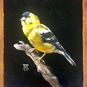 My project in Classical Oil Painting for Naturalist Bird Portraiture course. Un proyecto de Bellas Artes, Pintura, Pintura al óleo e Ilustración naturalista				 de Debbie Anderson - 28.02.2022