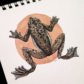 Sketching inspiração criativa: estudo sapo. Traditional illustration, Sketching, Creativit, Drawing, and Sketchbook project by Gabriella C.S. - 03.01.2022