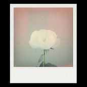✦ instantáneas ✦. Design, Photograph, Film Photograph, and Digital Design project by Nahir Esper - 05.14.2021