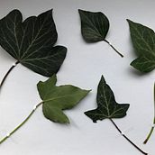 Mein Kursprojekt: Realistische botanische Zeichnungen in Aquarell "Ivy". Un projet de Design , Illustration traditionnelle, Beaux Arts, Peinture, Aquarelle et Illustration botanique de watercolorpassionart - 03.03.2022