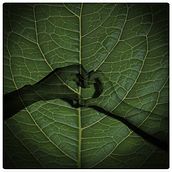 ✦ chlorophyll ✦. Design, Floral, Plant Design, Digital Design, and Photograph project by Nahir Esper - 10.07.2019