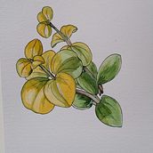 Mes plantes. Un projet de Illustration traditionnelle de manonthorel2182 - 04.03.2022