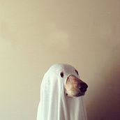 El perro, el fantasma y el ladrido. Un proyecto de Escritura, Stor, telling, Narrativa, Escritura de ficción y Escritura creativa de Mauricio M. Sánchez - 04.03.2022