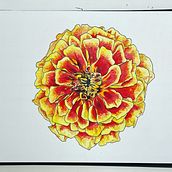 My project in Botanical Sketchbooking: A Meditative Approach course. Traditional illustration, Sketching, Drawing, Watercolor Painting, Botanical Illustration, and Sketchbook project by Taylor Jansen - 03.06.2022